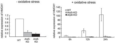 Actin Family Proteins in the Human INO80 Chromatin Remodeling Complex Exhibit Functional Roles in the Induction of Heme Oxygenase-1 with Hemin